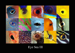 Eye sea III by Dray Van Beeck 